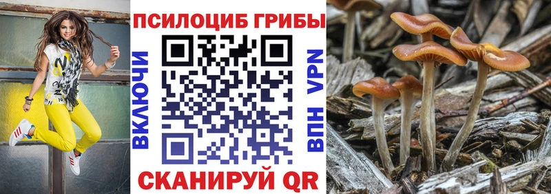 Купить  Короча  Псилоцибиновые грибы Psilocybine cubensis 